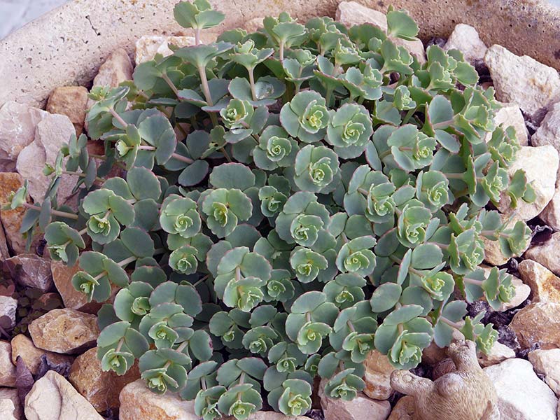 Sedum sieboldii / седум Зибольда