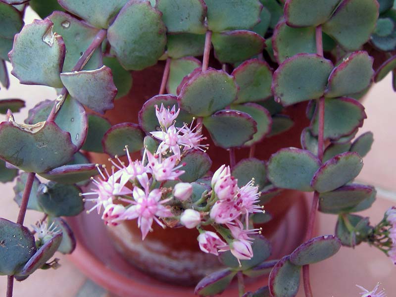 Sedum sieboldii / седум Зибольда