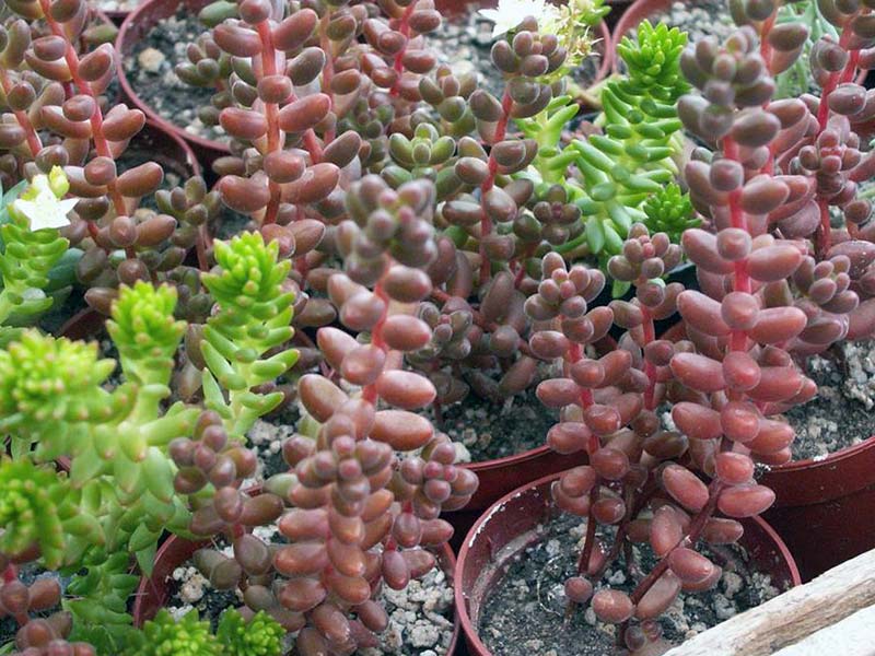 Sedum stahlii / седум Сталя