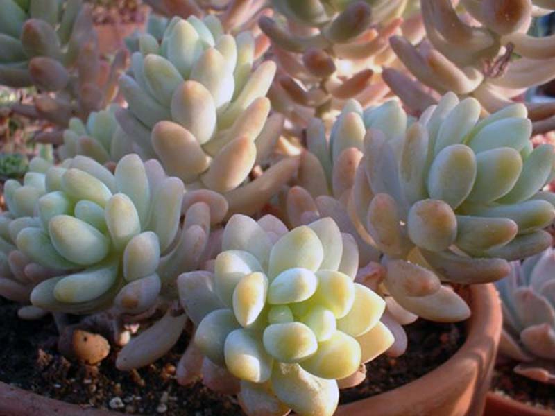 Sedum treleasii / седум Трелиса