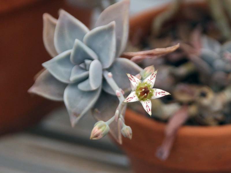 Sedum weinbergii / седум Вайнберга