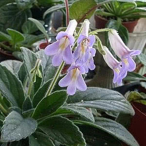 Smithiantha multiflora / смитианта многоцветковая