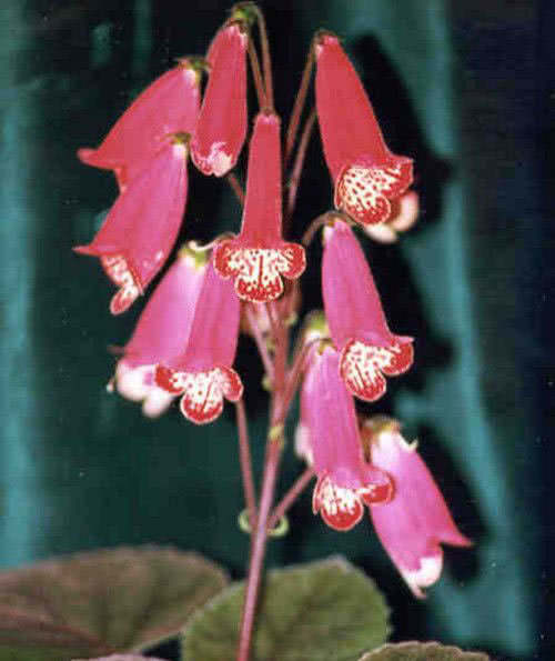 Smithiantha zebrina / смитианта зебровая