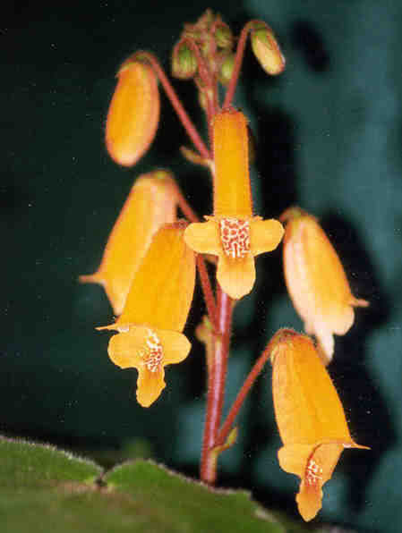 Smithiantha zebrina / смитианта зебровая