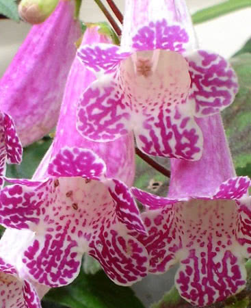 Smithiantha zebrina / смитианта зебровая