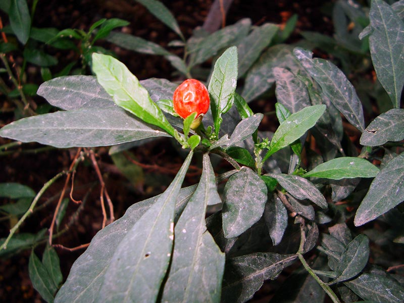 Solanum capsicastrum / паслен перцевидный (перечный)