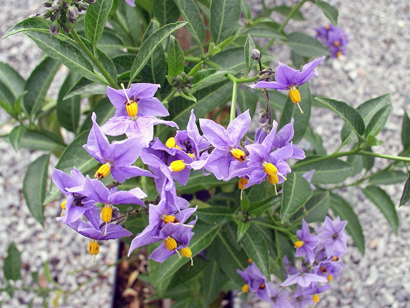 Solanum crispum / паслен курчавый