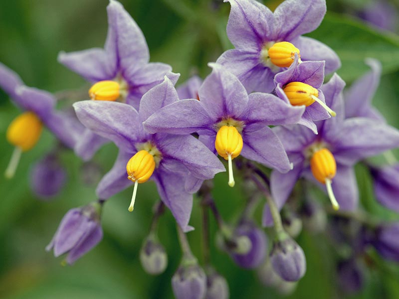 Solanum crispum / паслен курчавый