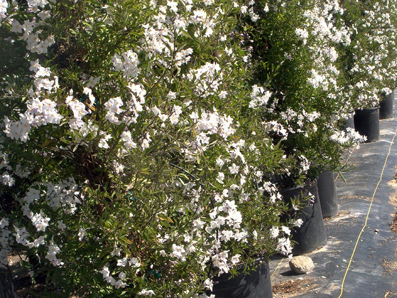 Solanum jasminoides / паслен жасминовидный