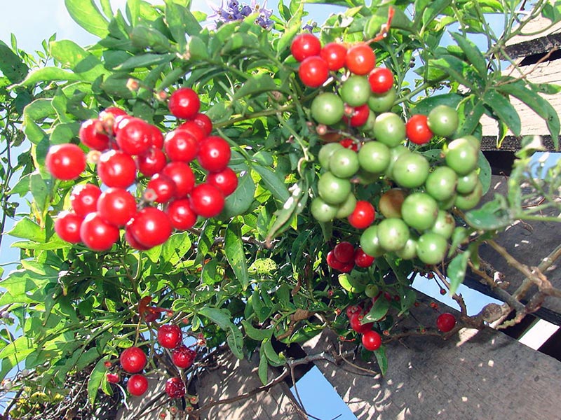 Solanum seaforthianum / паслен Зеафорта