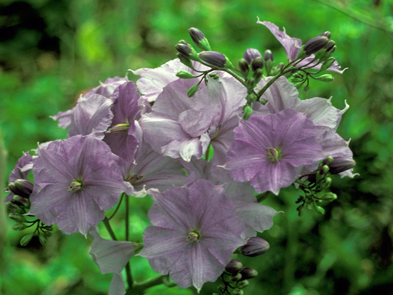 Solanum wendlandii / паслен Вендланда