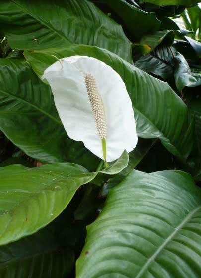 Spathiphyllum blandum / спатифиллум прелестный