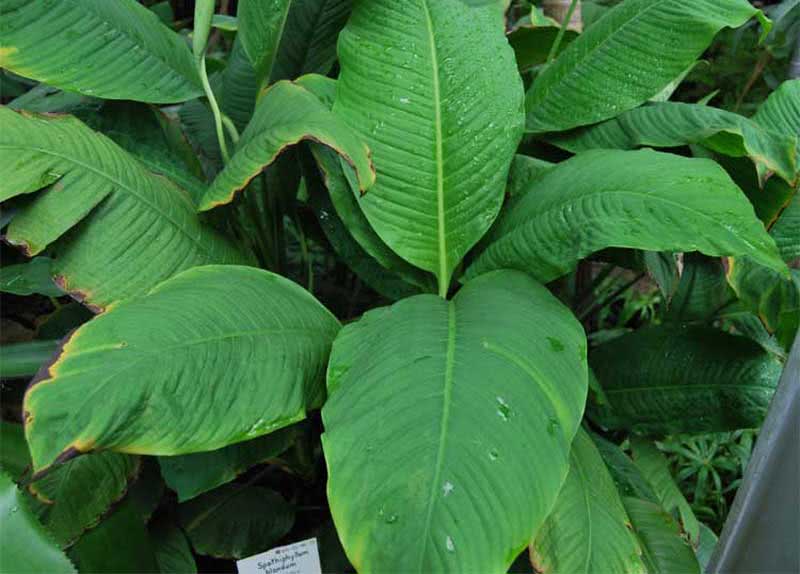 Spathiphyllum blandum / спатифиллум прелестный