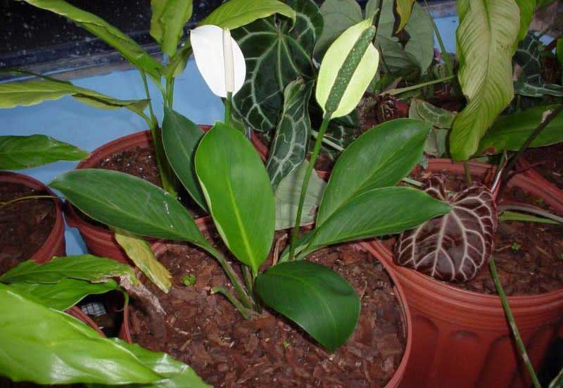 Spathiphyllum cannifolium / спатифиллум каннолистный