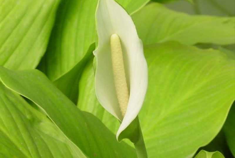 Spathiphyllum cannifolium / спатифиллум каннолистный