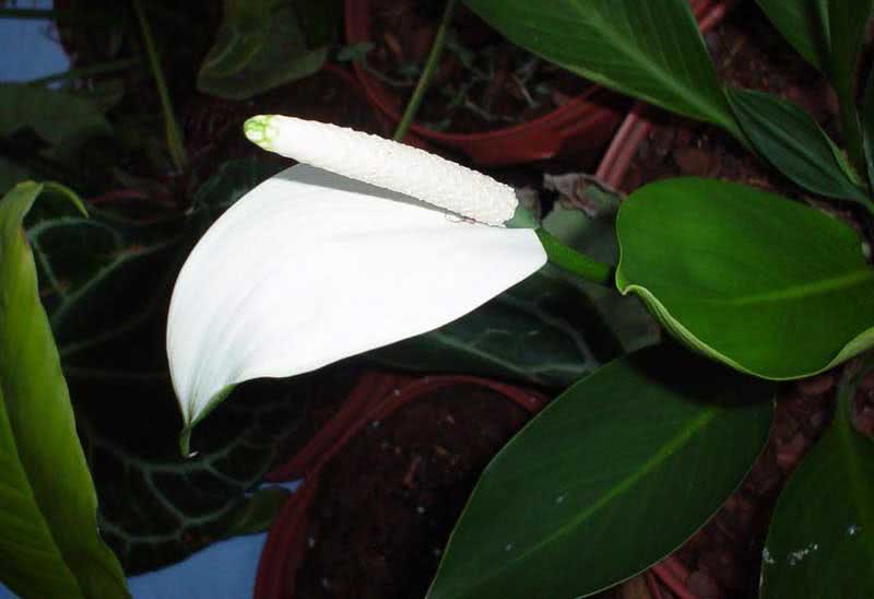 Spathiphyllum cannifolium / спатифиллум каннолистный