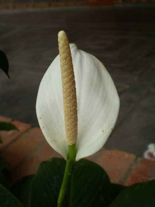 Spathiphyllum cannifolium / спатифиллум каннолистный