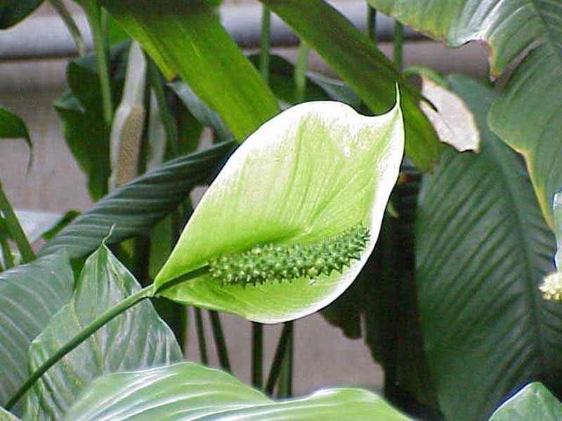 Spathiphyllum cochlearispathum / спатифиллум ложковидный