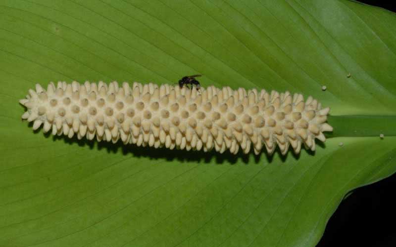 Spathiphyllum cochlearispathum / спатифиллум ложковидный