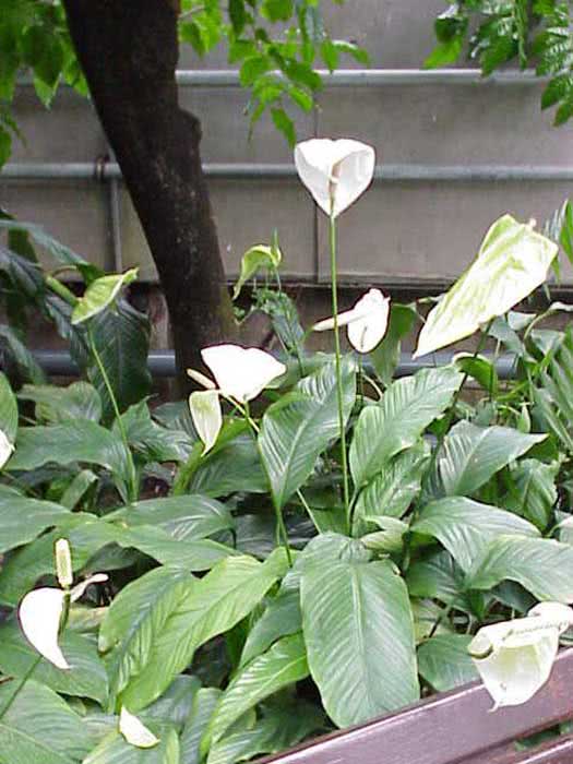 Spathiphyllum cochlearispathum / спатифиллум ложковидный