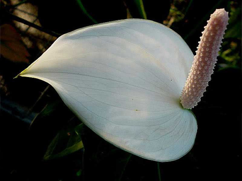 Spathiphyllum cochlearispathum / спатифиллум ложковидный