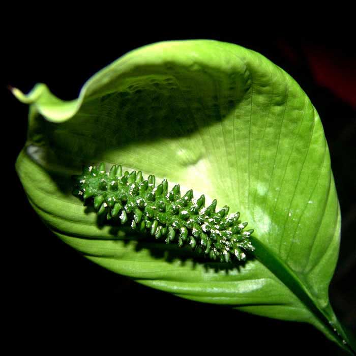 Spathiphyllum cochlearispathum / спатифиллум ложковидный