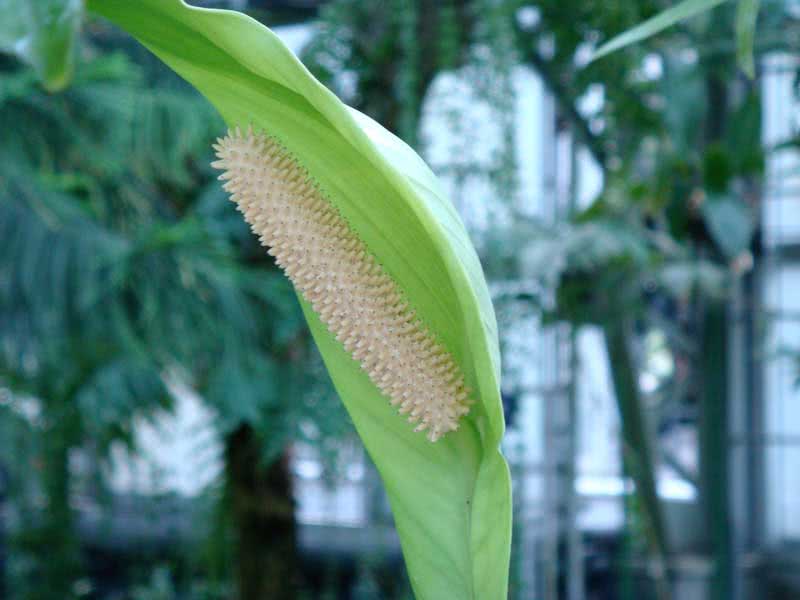 Spathiphyllum cochlearispathum / спатифиллум ложковидный