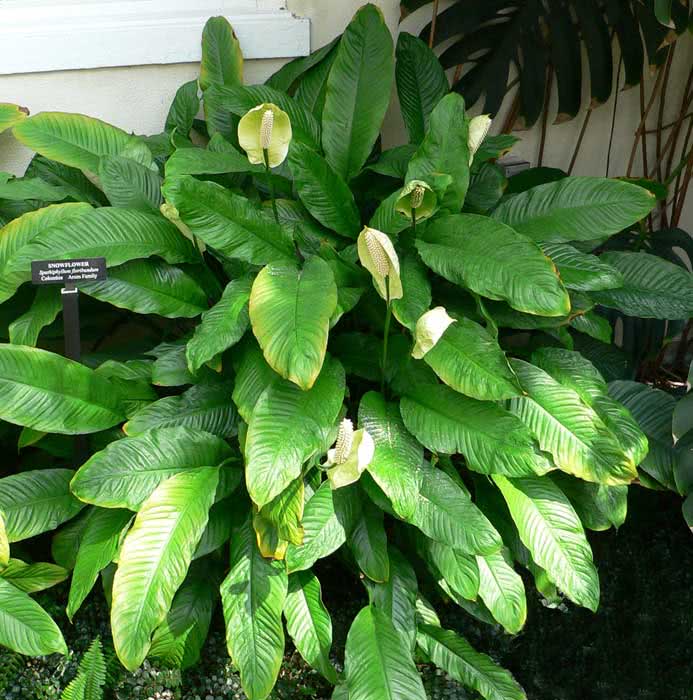 Spathiphyllum floribundum / спатифиллум обильноцветущий