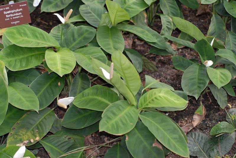 Spathiphyllum floribundum / спатифиллум обильноцветущий