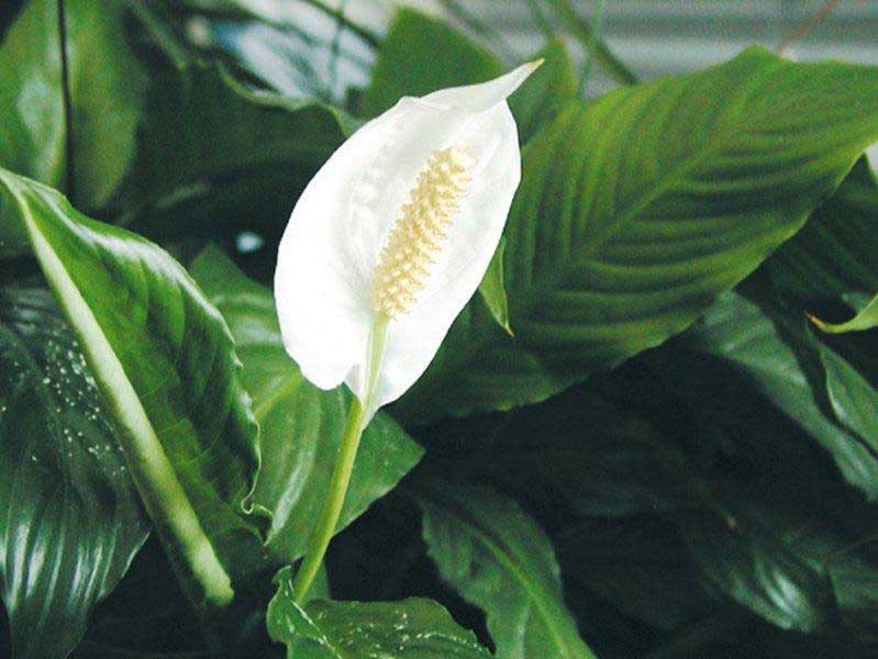 Spathiphyllum floribundum / спатифиллум обильноцветущий