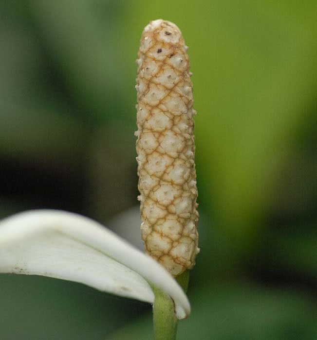 Spathiphyllum floribundum / спатифиллум обильноцветущий