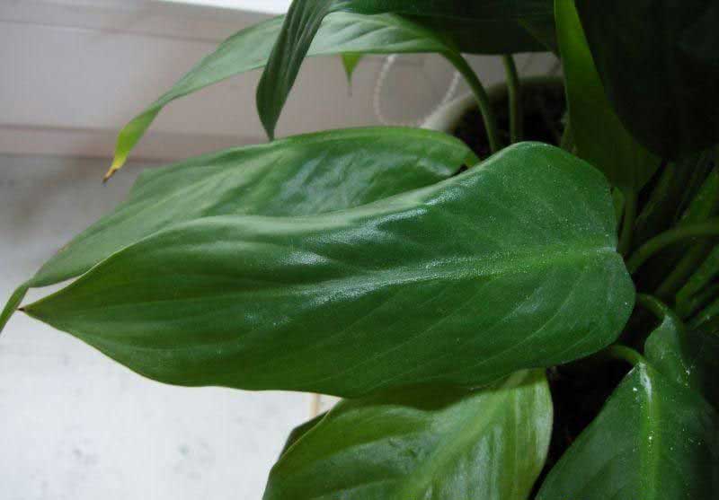 Spathiphyllum floribundum / спатифиллум обильноцветущий