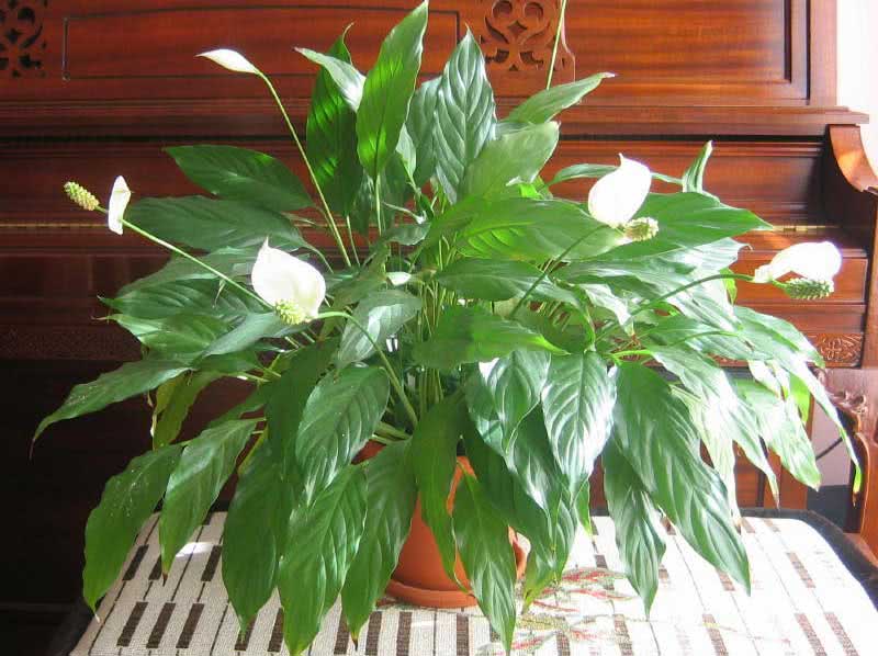 Spathiphyllum wallisii / спатифиллум Уоллиса