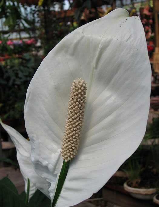 Spathiphyllum wallisii / спатифиллум Уоллиса