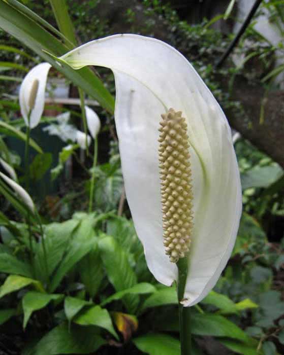 Spathiphyllum wallisii / спатифиллум Уоллиса