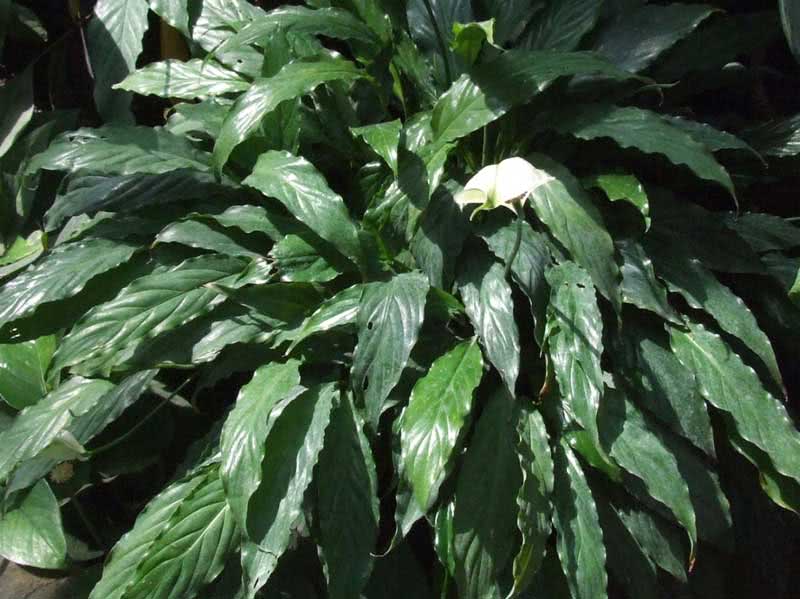 Spathiphyllum wallisii / спатифиллум Уоллиса