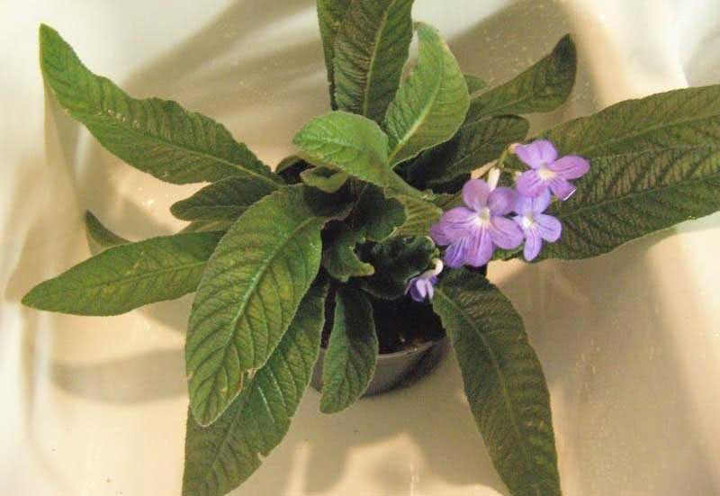 Streptocarpus candidus / стрептокарпус белоснежный