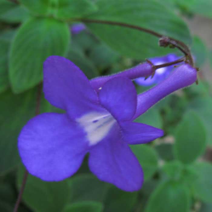 Streptocarpus caulescens / стрептокарпус стеблевой