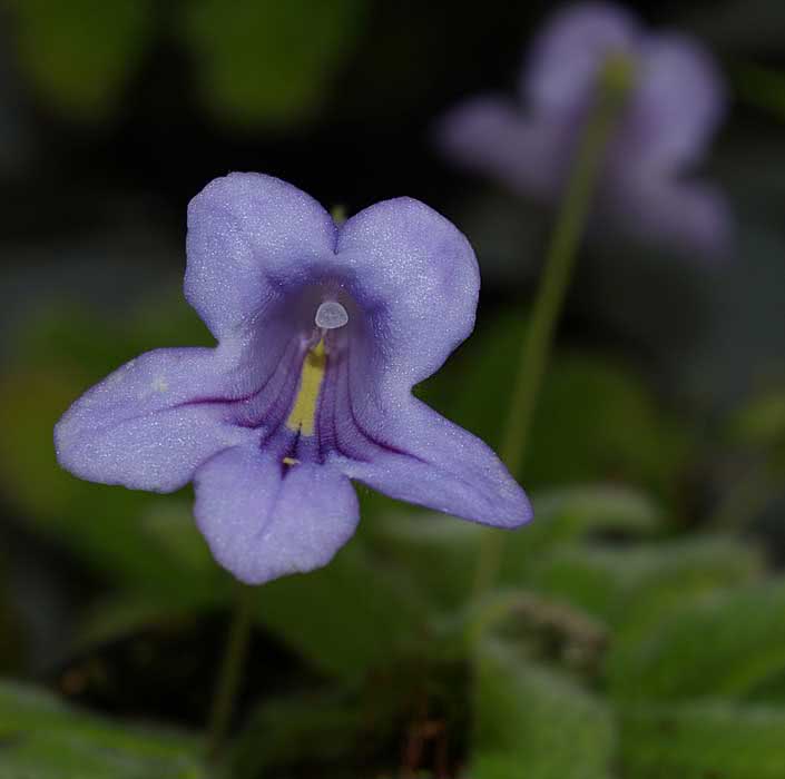 Streptocarpus cyaneus / стрептокарпус васильковый