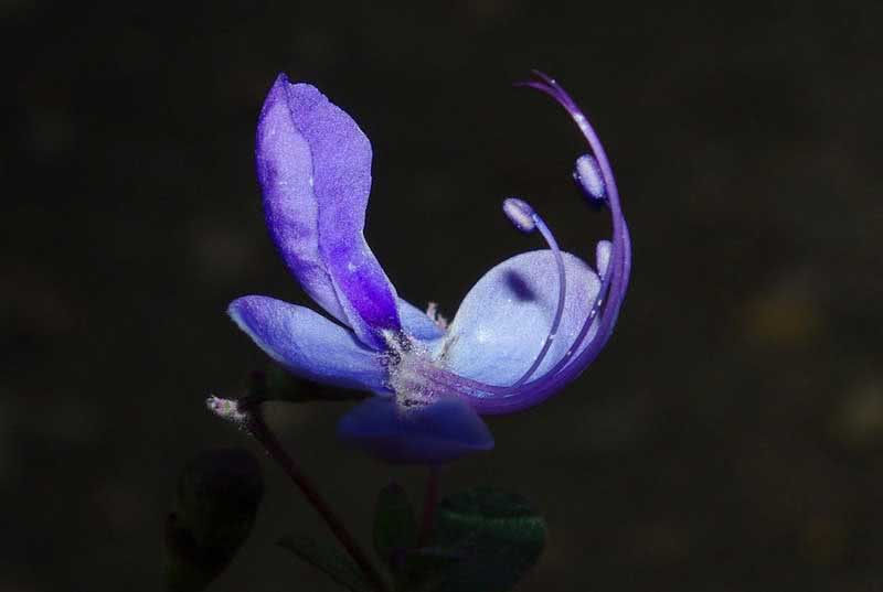 Streptocarpus cyaneus / стрептокарпус васильковый