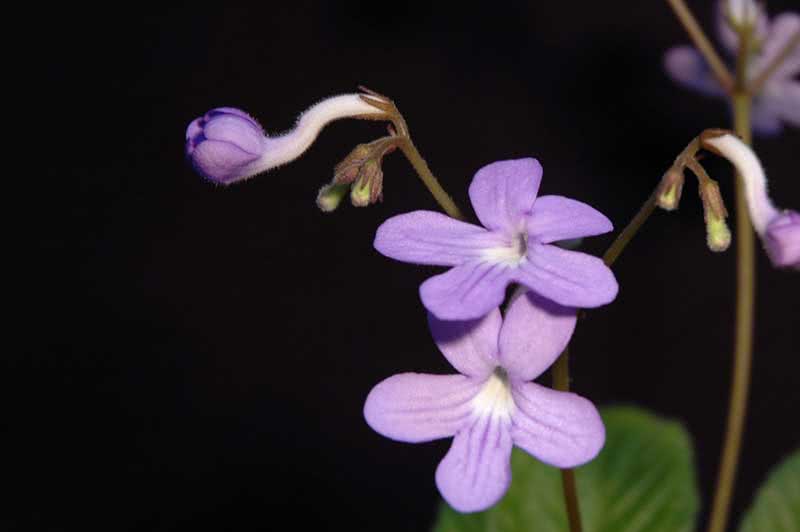 Streptocarpus johannis / стрептокарпус йоханский