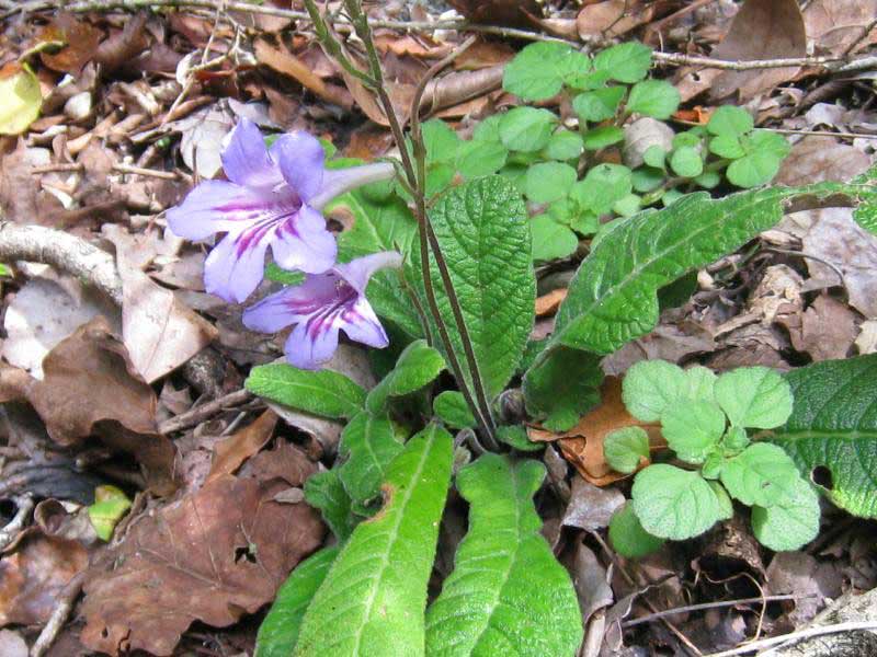 Streptocarpus primulifolius / стрептокарпус примулолистный