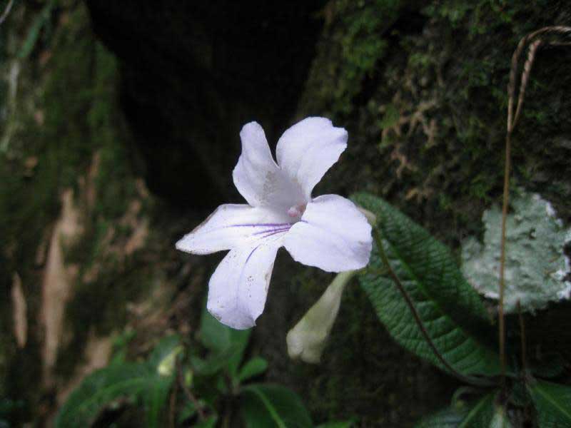 Streptocarpus rexii / стрептокарпус короля