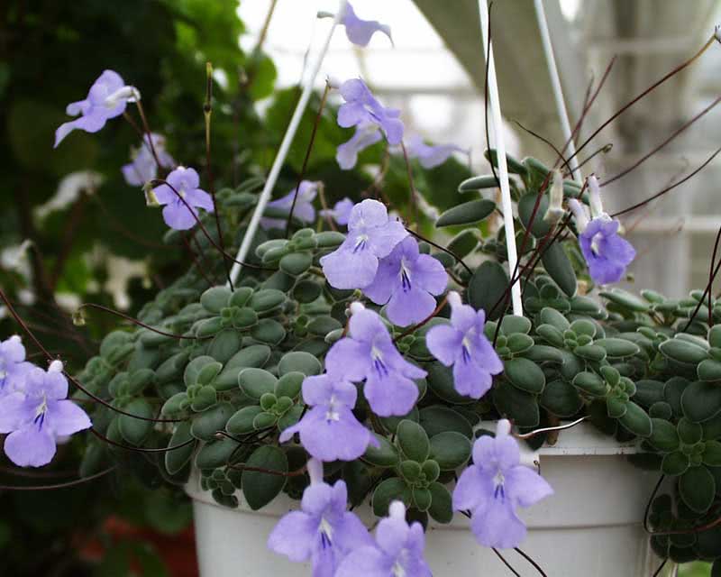 Streptocarpus saxorum / стрептокарпус скальный