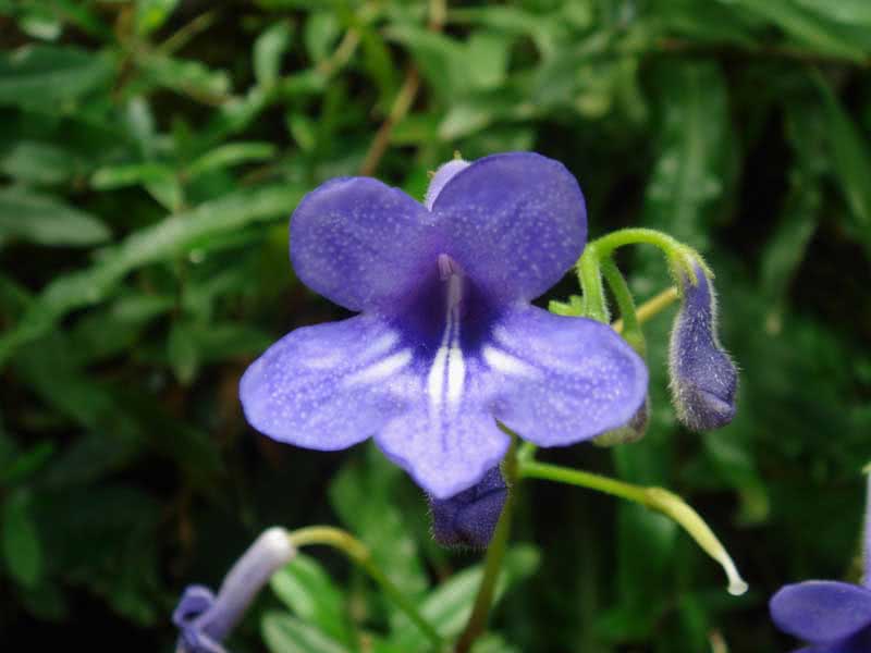 Streptocarpus wendlandii / стрептокарпус Вендланда