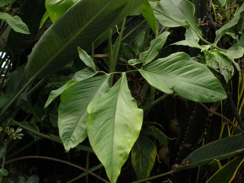 Syngonium auritum / сингониум ушковидный