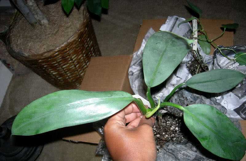 Syngonium auritum / сингониум ушковидный