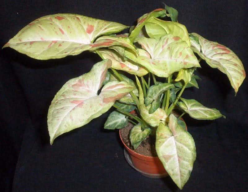 Syngonium podophyllum / сингониум ножколистный