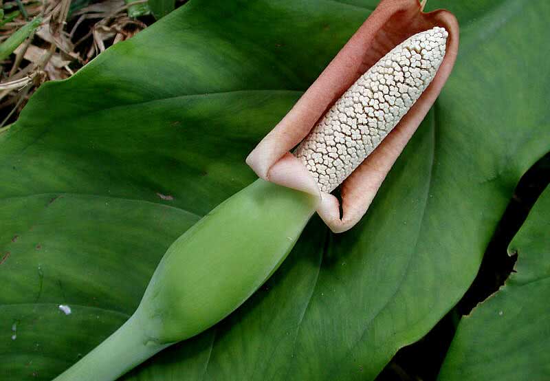 Syngonium podophyllum / сингониум ножколистный