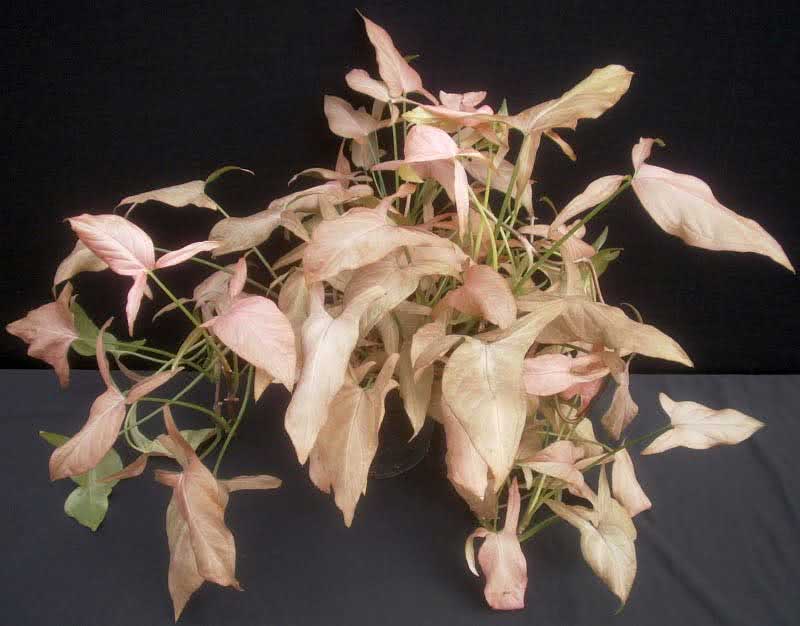 Syngonium podophyllum / сингониум ножколистный